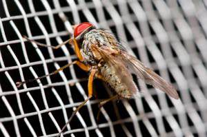 Fliege auf Insektenschutz